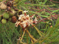 Cuscuta africana
