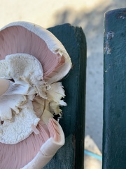 Agaricus