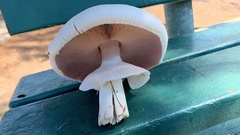 Agaricus