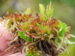 Sphagnum molle