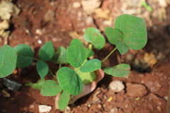 Erythrina abyssinica