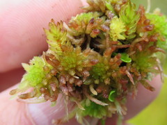 Sphagnum molle