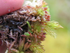 Sphagnum molle