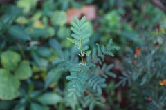 Vachellia xanthophloea