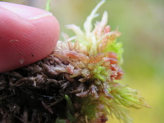 Sphagnum molle