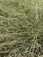 Bouteloua dactyloides