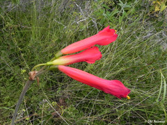 Phycella cyrtanthoides