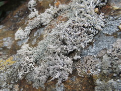 Stereocaulon vesuvianum