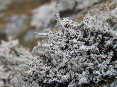 Stereocaulon vesuvianum