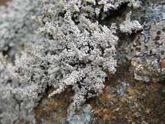 Stereocaulon vesuvianum