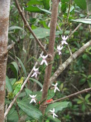 Cyphia digitata digitata