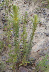 Phylica velutina