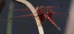 Trithemis monardi monardi