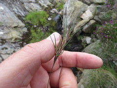 Festuca vivipara
