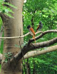 Terpsiphone viridis plumbeiceps