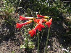 Phycella cyrtanthoides