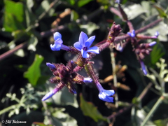 Plumbago caerulea