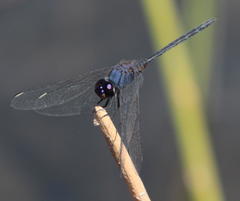 Trithemis hecate