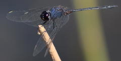 Trithemis hecate