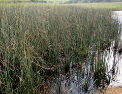 Schoenoplectus scirpoides