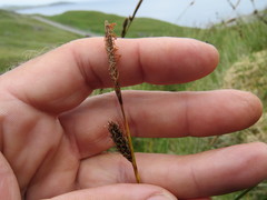 Carex hostiana