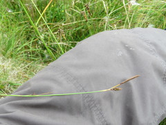 Carex hostiana