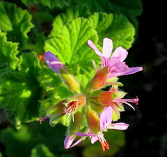 Pelargonium vitifolium
