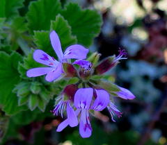Pelargonium vitifolium