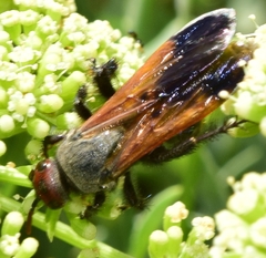 Scolia erythrocephala
