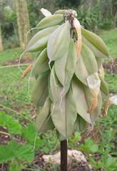 Veltheimia capensis