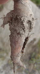 Pelargonium pilosellifolium