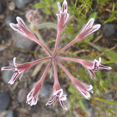 Pelargonium pilosellifolium