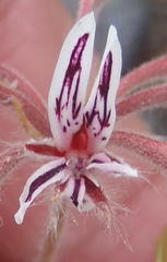 Pelargonium pilosellifolium