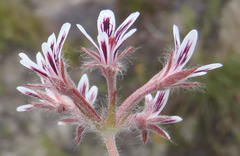 Pelargonium pilosellifolium