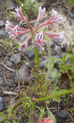 Pelargonium pilosellifolium