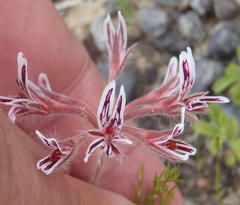 Pelargonium pilosellifolium