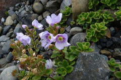 Veronica hookeriana
