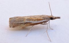 Fissicrambus intermedius