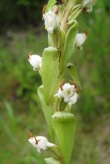 Satyrium ligulatum