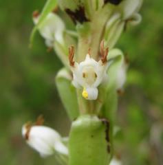 Satyrium ligulatum