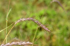 Elymus diversiglumis
