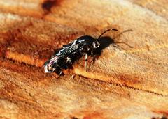 Sesiidae