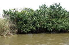 Hibiscus tiliaceus tiliaceus