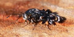 Sesiidae