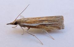 Fissicrambus intermedius