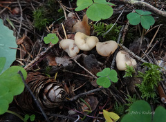 Cudonia circinans