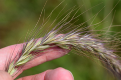 Elymus diversiglumis