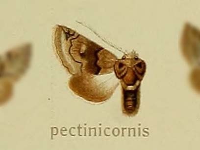 Cleonymia pectinicornis