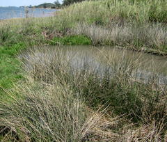 Juncus kraussii kraussii
