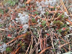 Cladonia deformis